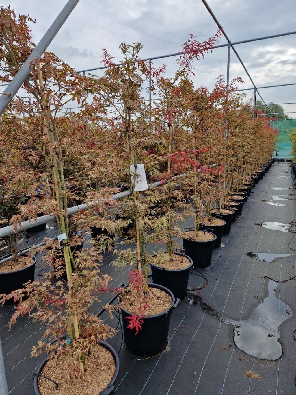 Acer shirasawanum - C35 150-175 CM